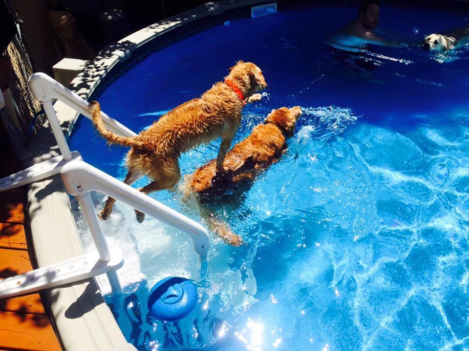 Pittsburgh Pet Concierge