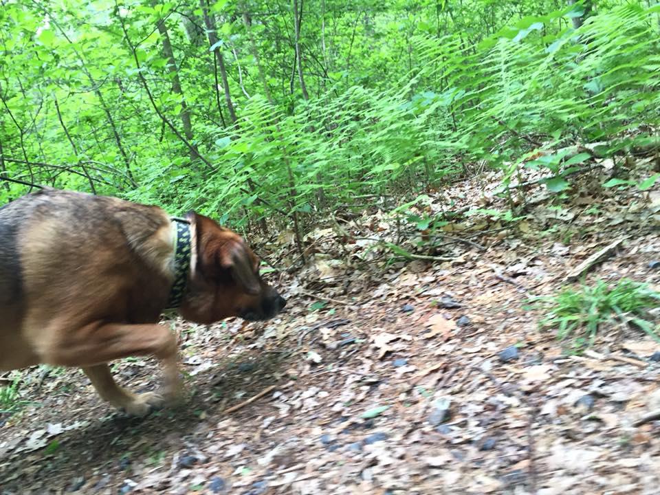 Perfect Pet Dog Walking and In Home Pet Sitting