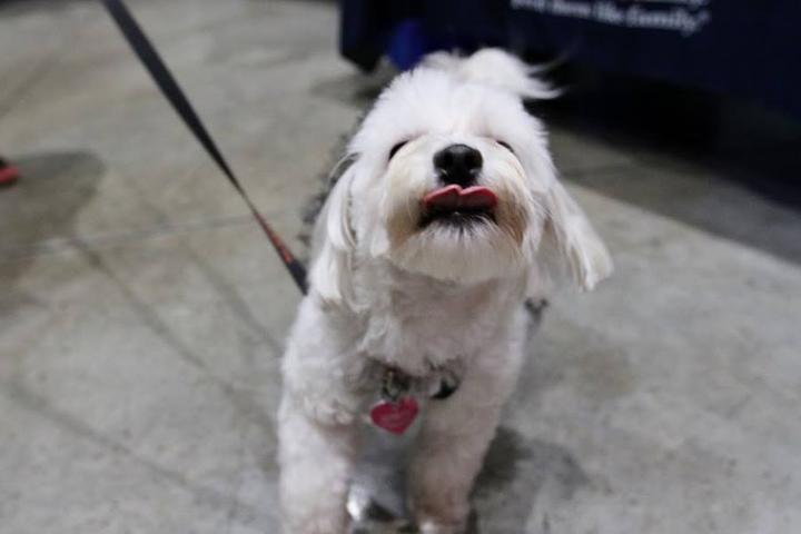 Pet Friendly Yappy Hour Events