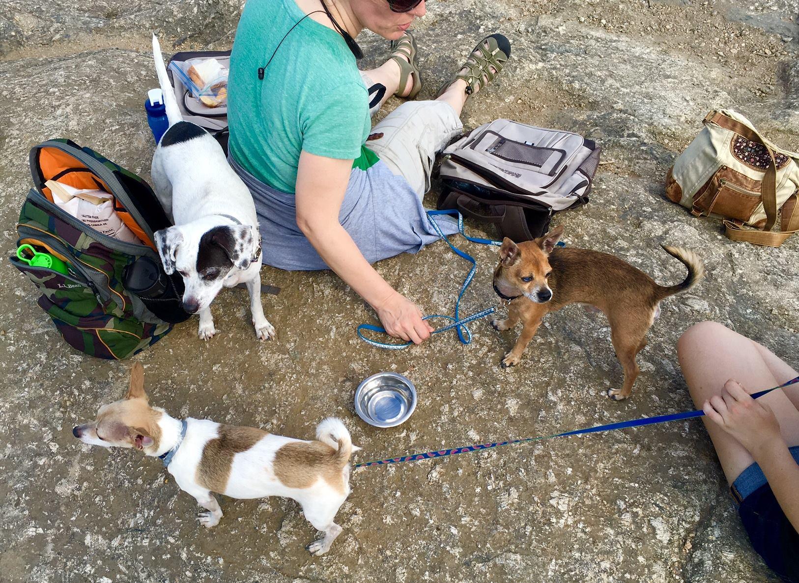 Greater Derry Humane Society, Inc.