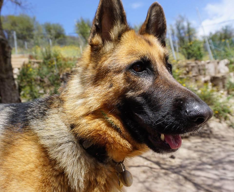 Pet Friendly Topanga Pet Resort