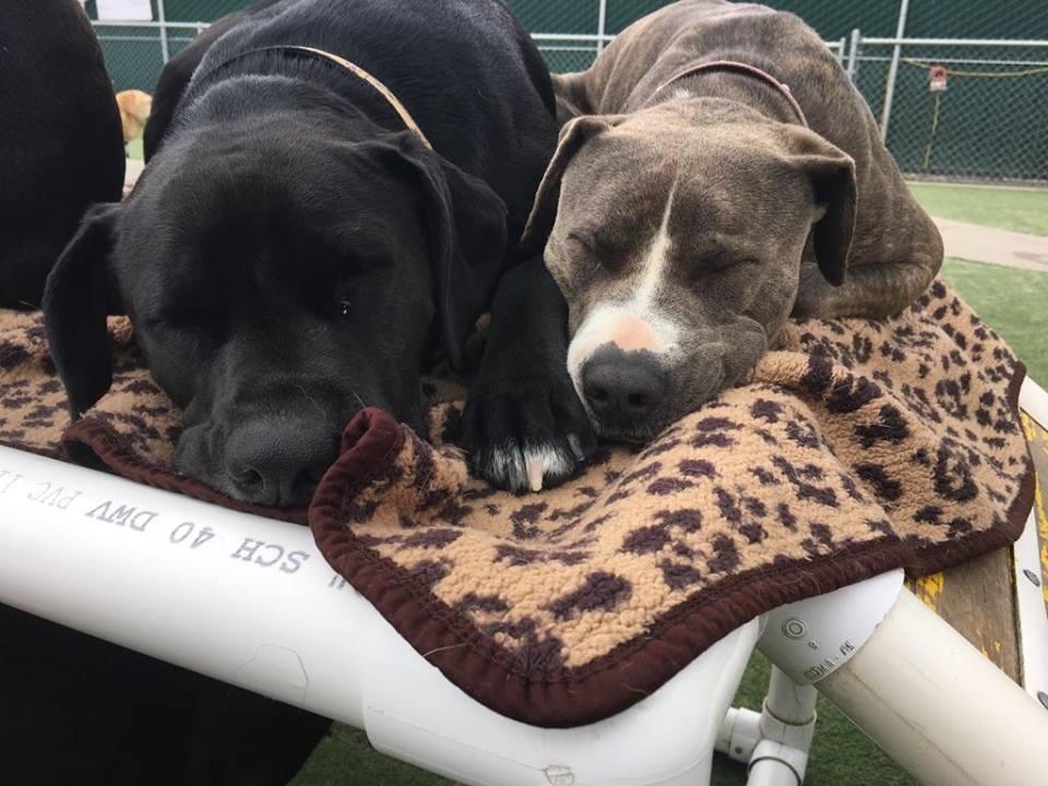 Camp RunAMutt Los Angeles LAX