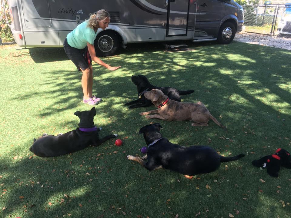 healing touch for dogs