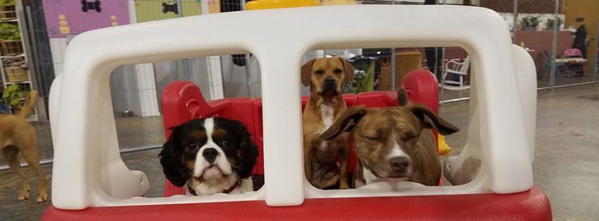 doggy day care bedford