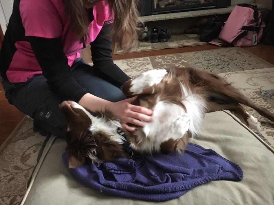 Pet Friendly Holistic Harmony Pet Massage