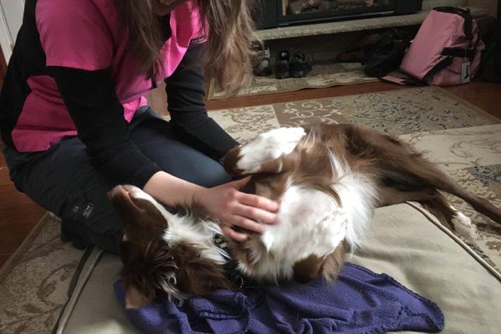 Pet Friendly Holistic Harmony Pet Massage