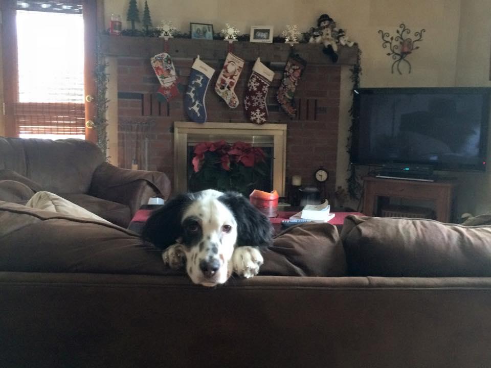 Dog Guard of Hudson Valley, LLC