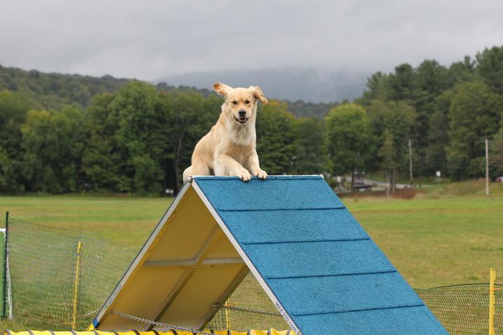 Pet Friendly Camp Gone to the Dogs