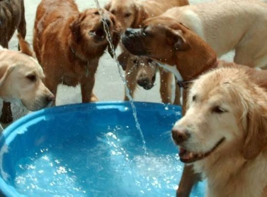 river dog daycare