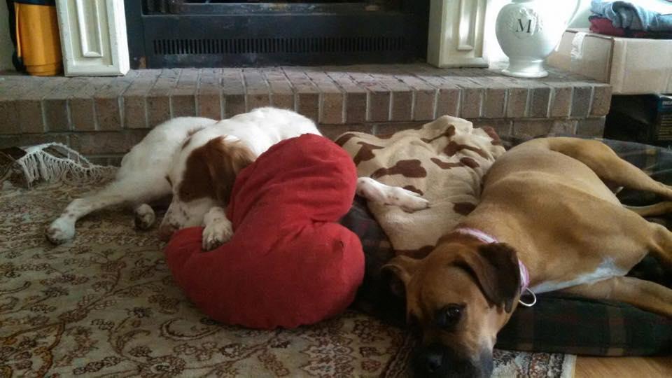 Pet Friendly Semper Fido Pet Retreat