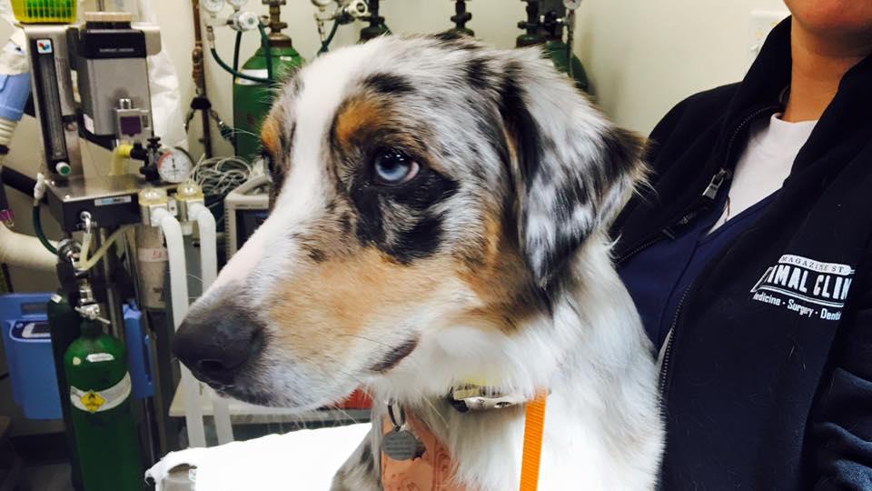 Magazine Street Animal Clinic