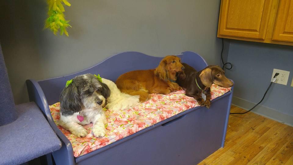 Directory of Dog Grooming in Mechanicsburg, PA - BringFido Directory of Dog Grooming in Mechanicsburg, PA - BringFido