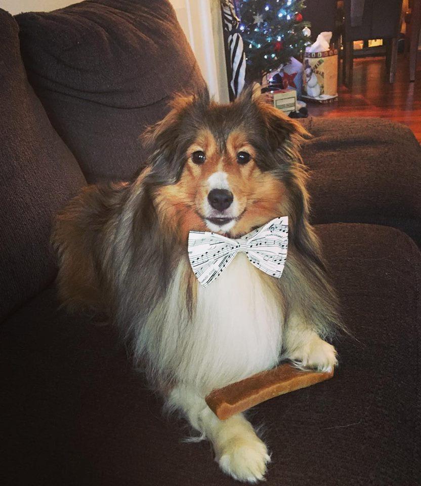 Always Ready For Every Rover, LLC