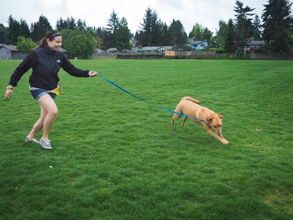 walk this way dog training