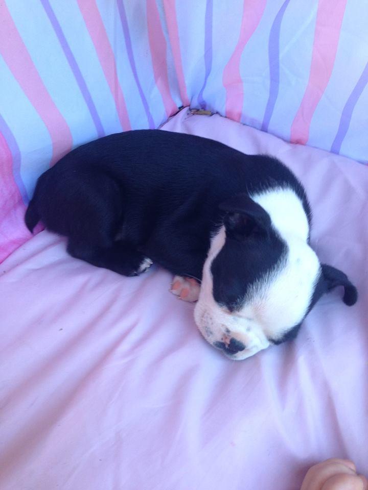 Goldsboro Veterinary Hospital