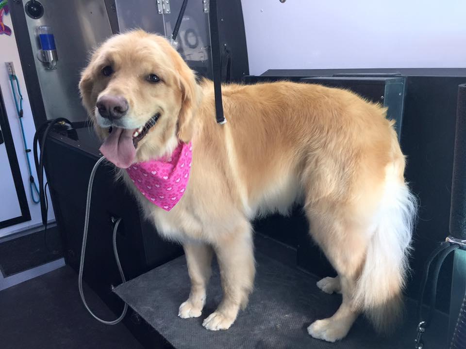 metrohound mobile pet spa