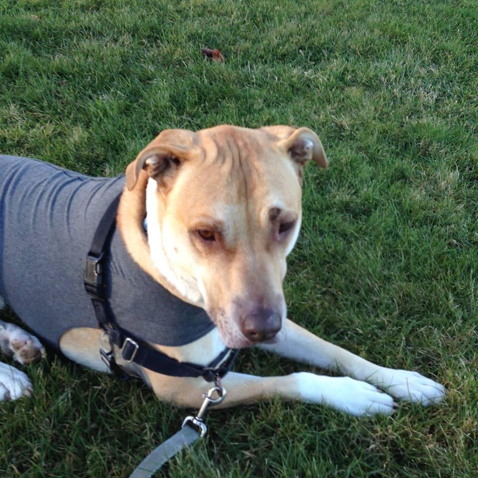 Nanny's Pet Sitting Service