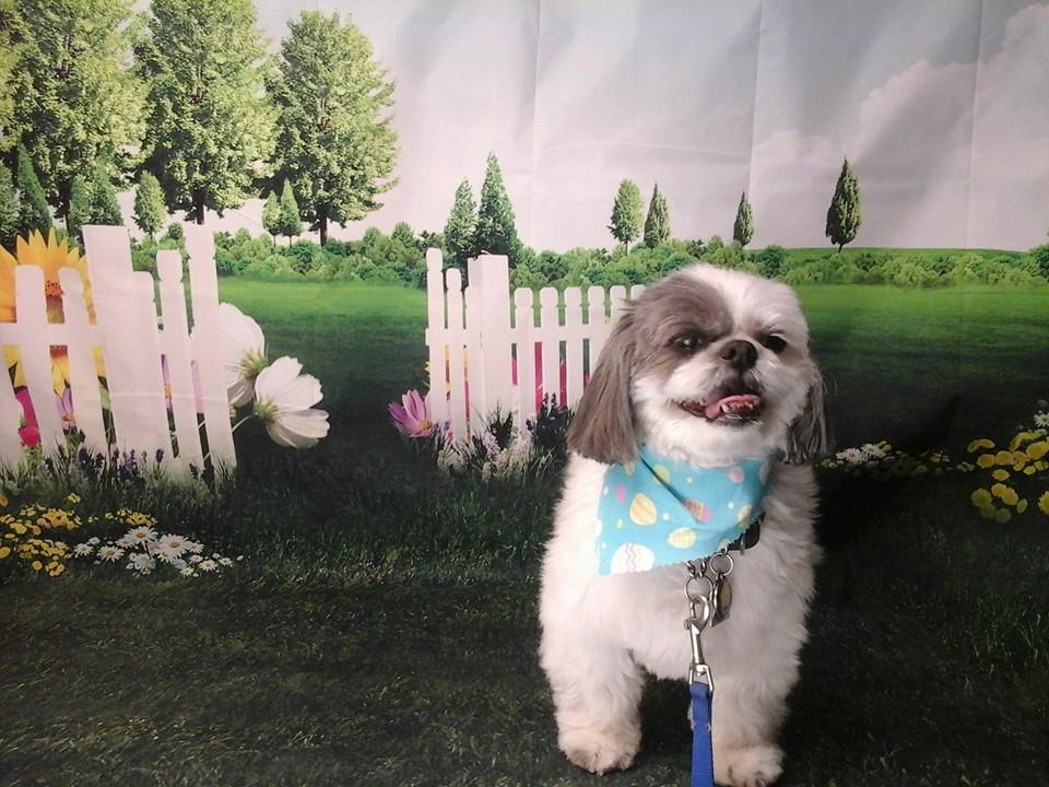 Bubbles Dog Grooming and Spa in Huntington Beach California