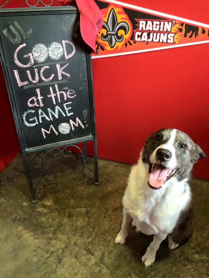 Lafayette Veterinary Care Center