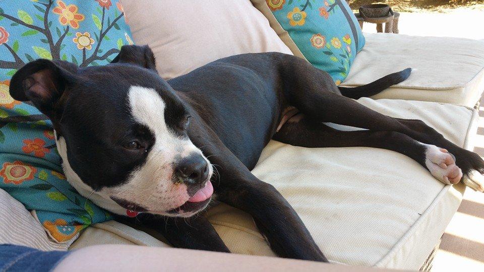 Pet Friendly Happy at Home Pet Care