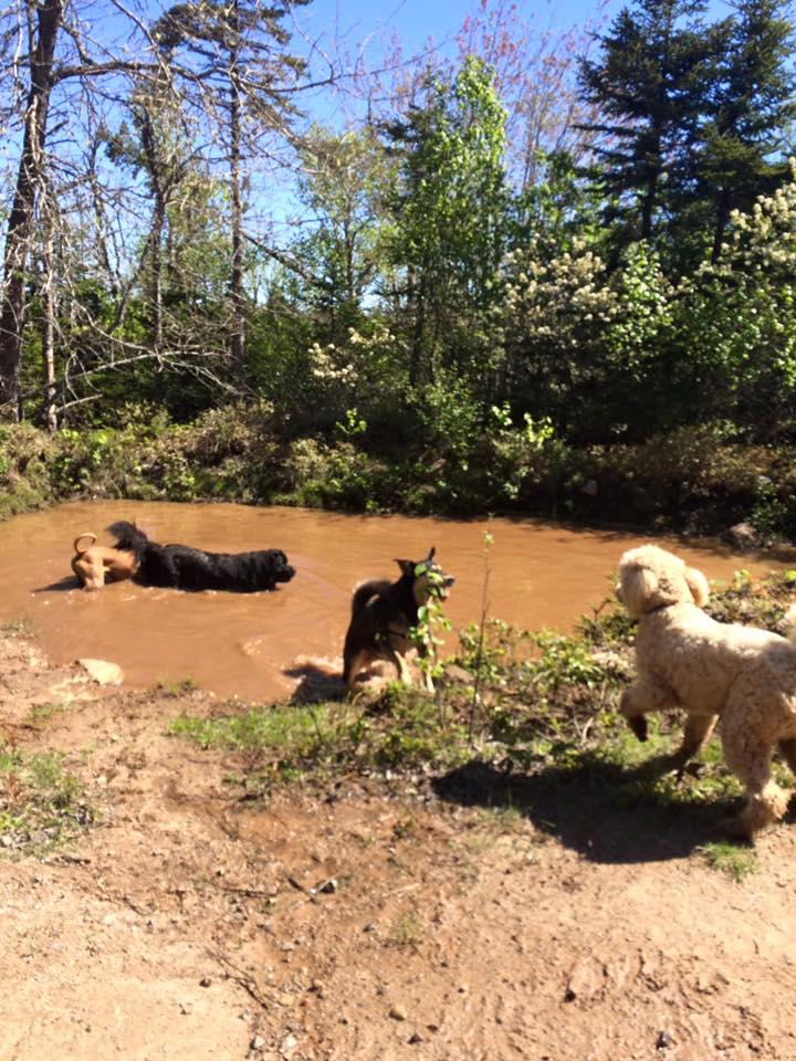 Obedience best sale training etobicoke