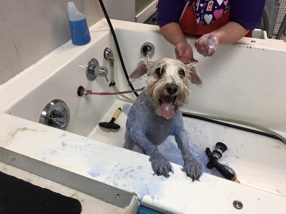 Pet Friendly Sloppy Dog Wash