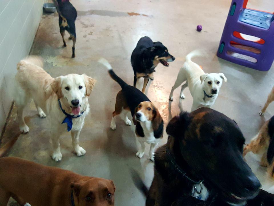 canine campus dog daycare & boarding