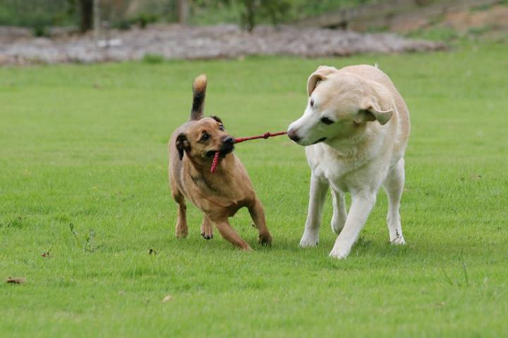 Directory of Veterinarians in Kirkland, WA - BringFido Directory of Veterinarians in Kirkland, WA - BringFido