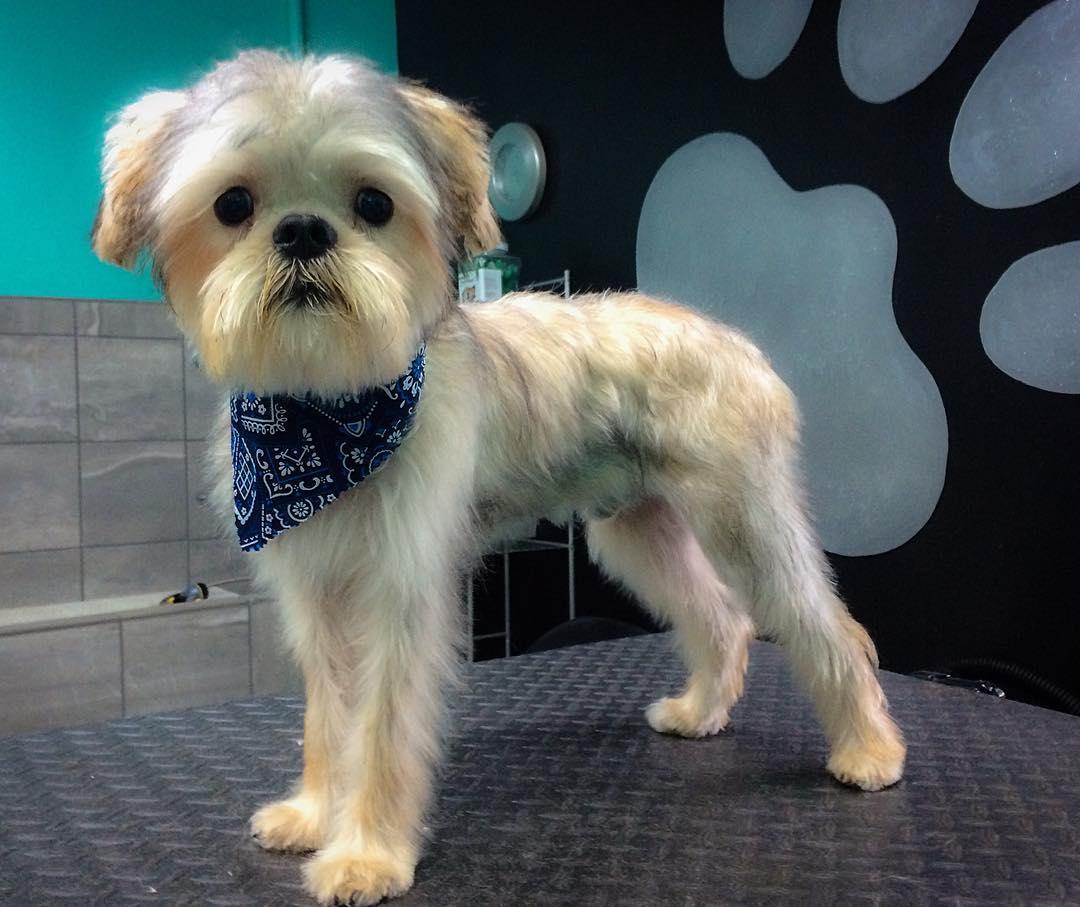 Pawfections mobile pet spa new arrivals