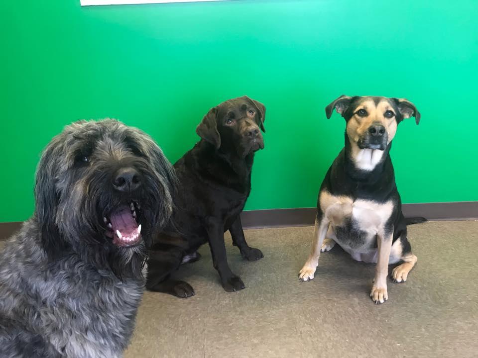 Skids run dog daycare clearance