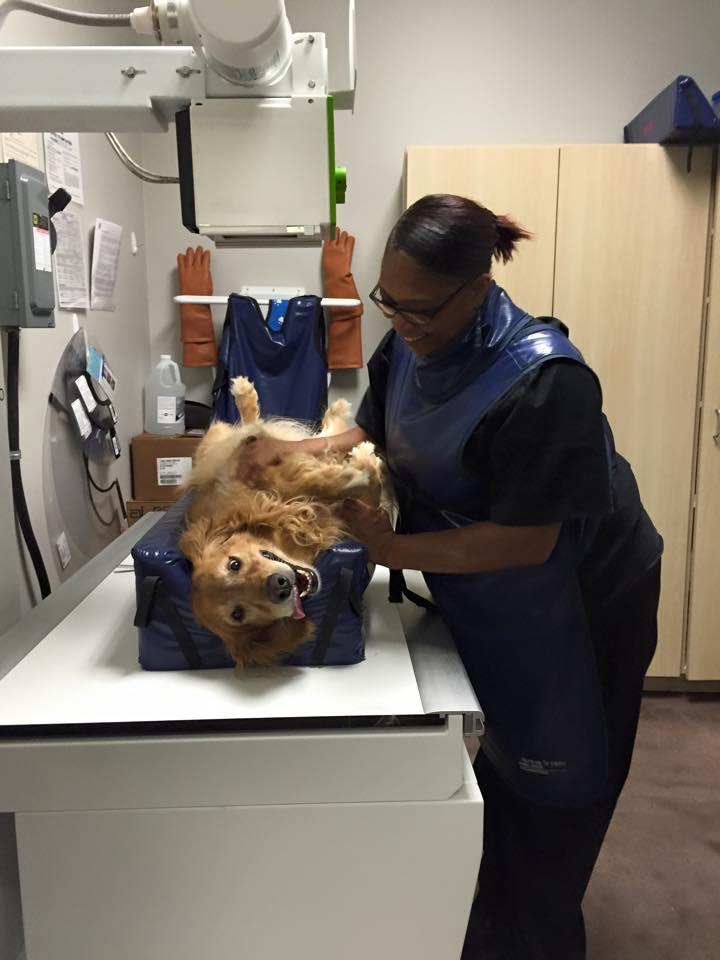 Pet Friendly Bayou City Veterinary Hospital
