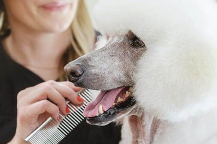 Pet Friendly C & C Pet Grooming