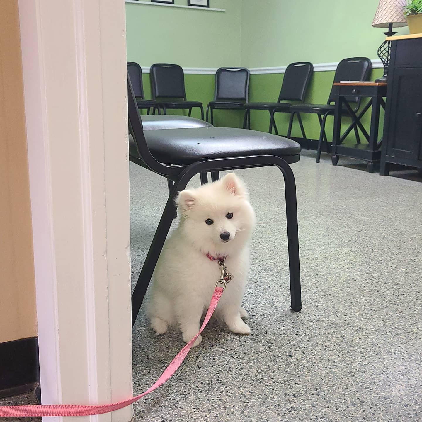 Pet Friendly Dixie Veterinary Clinic