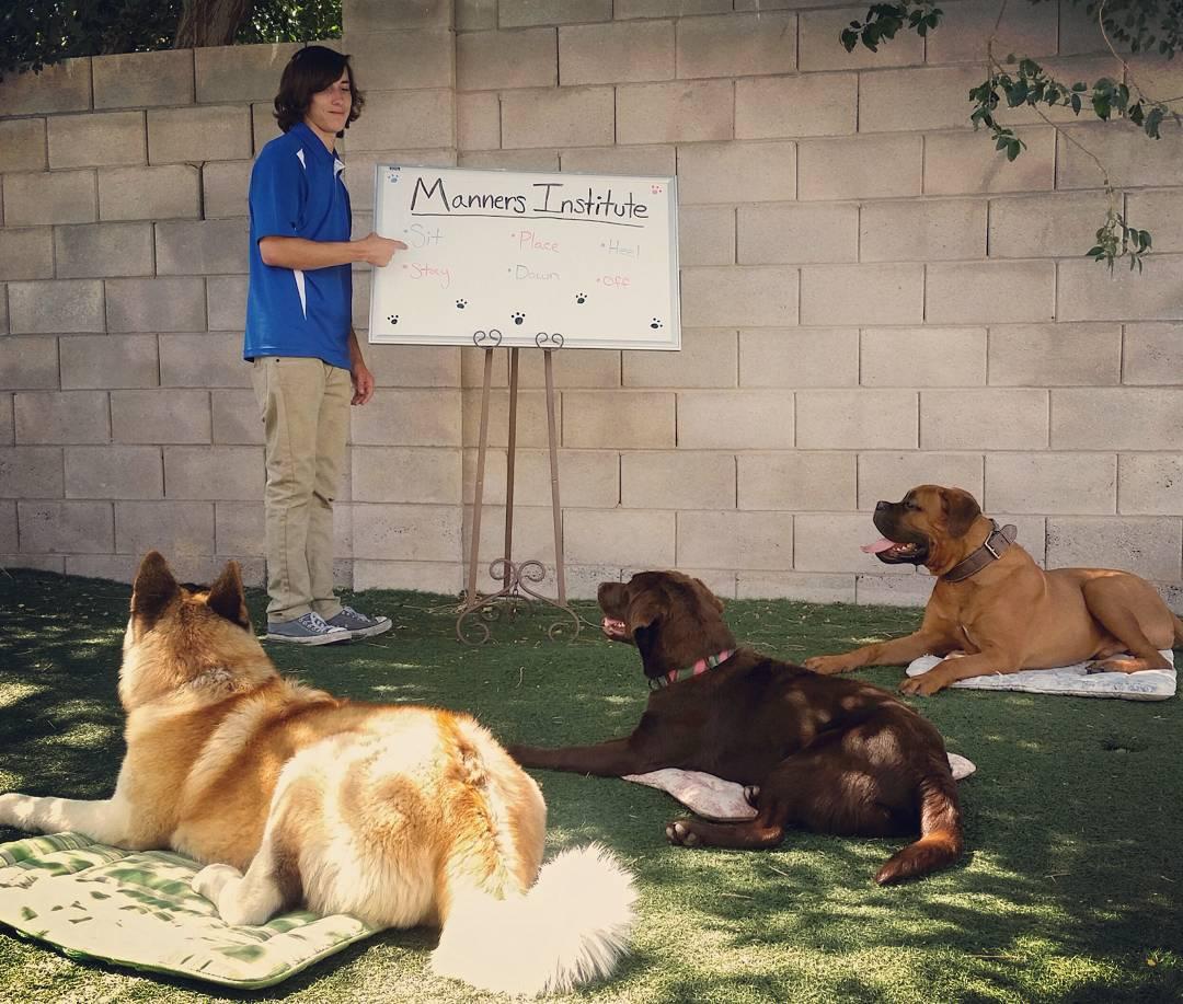 the grand pet resort