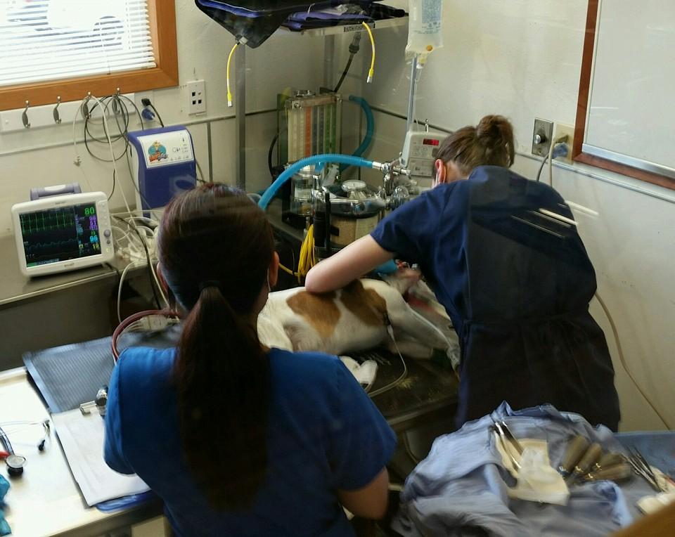 Barlow Trail Veterinary Clinic