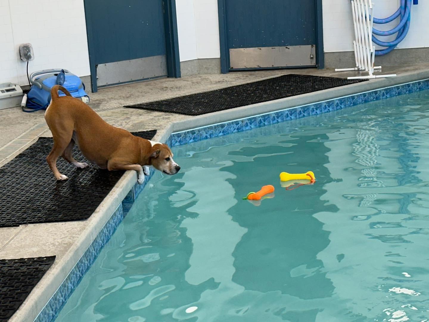 Pet Friendly AquaPups Charlotte