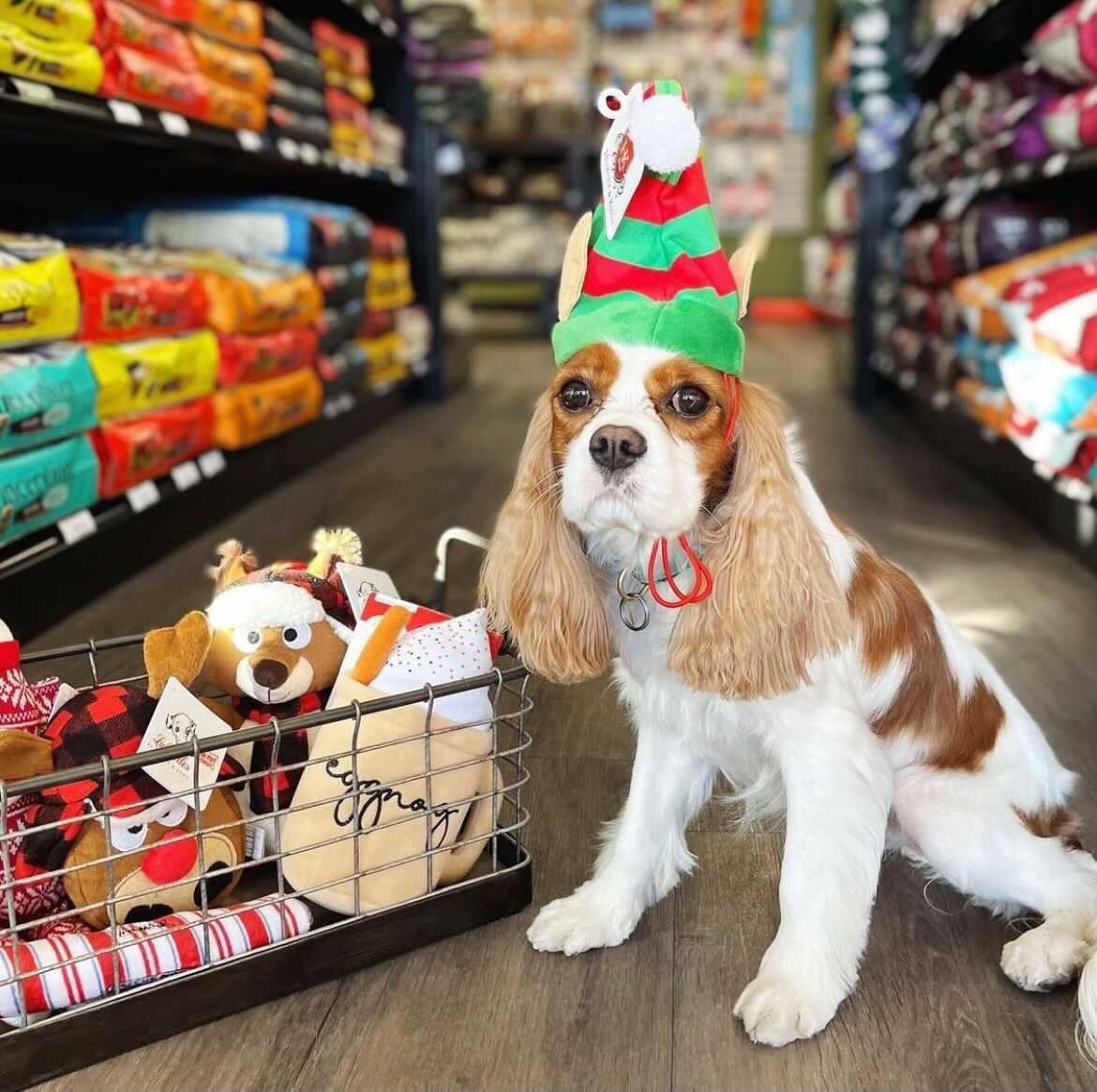Pet Friendly Earthwise Pet Supply & Grooming of Naperville