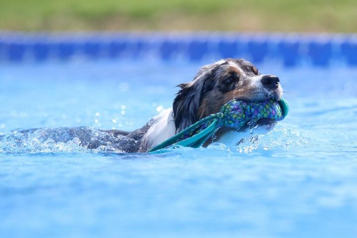Pet Friendly Splashdown Dog Sports, LLC