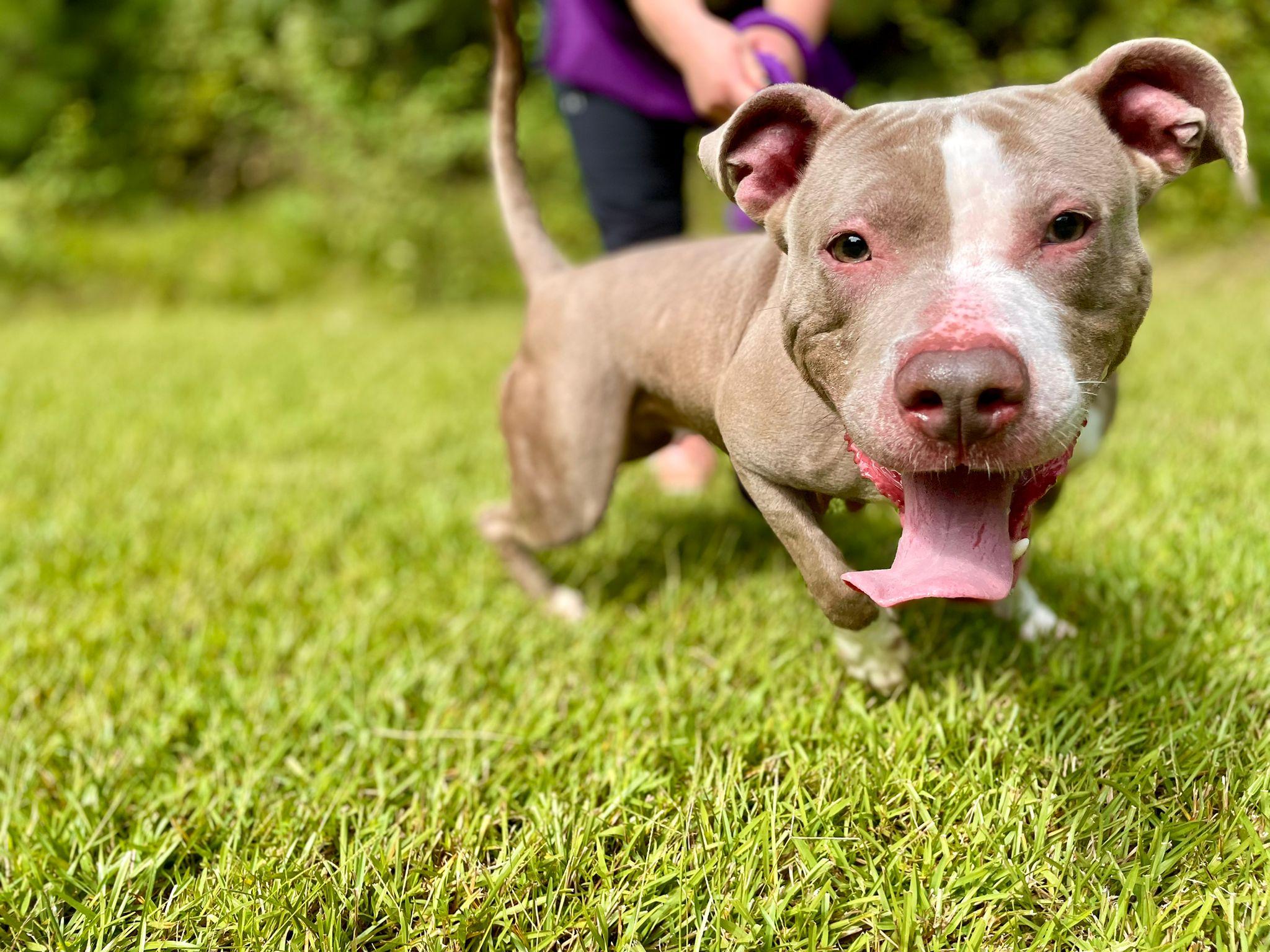 Pet Friendly Wake County Animal Center