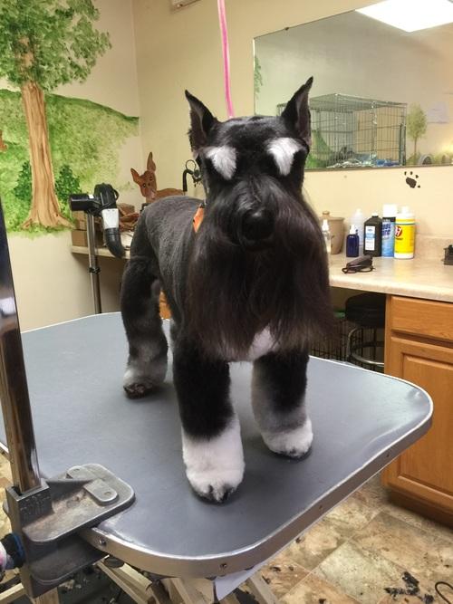 Cathy's Canine Creations