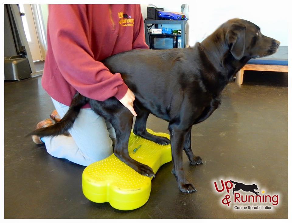 Pet Friendly Up & Running Canine Rehabilitation
