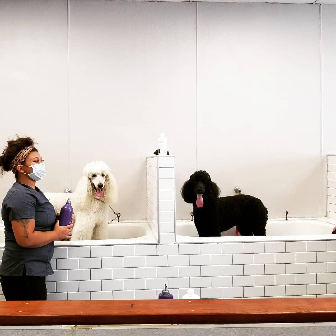 Pet Friendly Cali Pets The Grooming Professionals