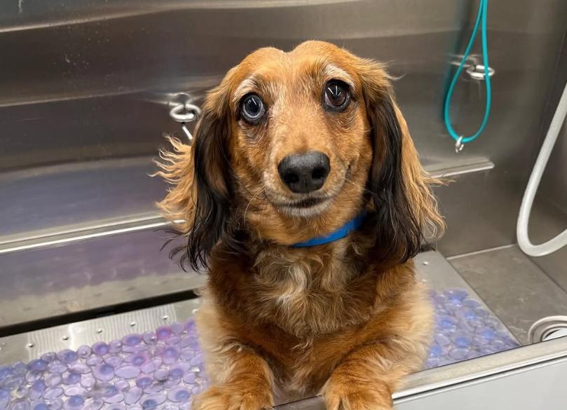 Pet Friendly Fetch Dog Spa