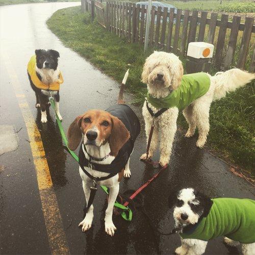 Professional Seattle Dog Walkers & Pet Sitters