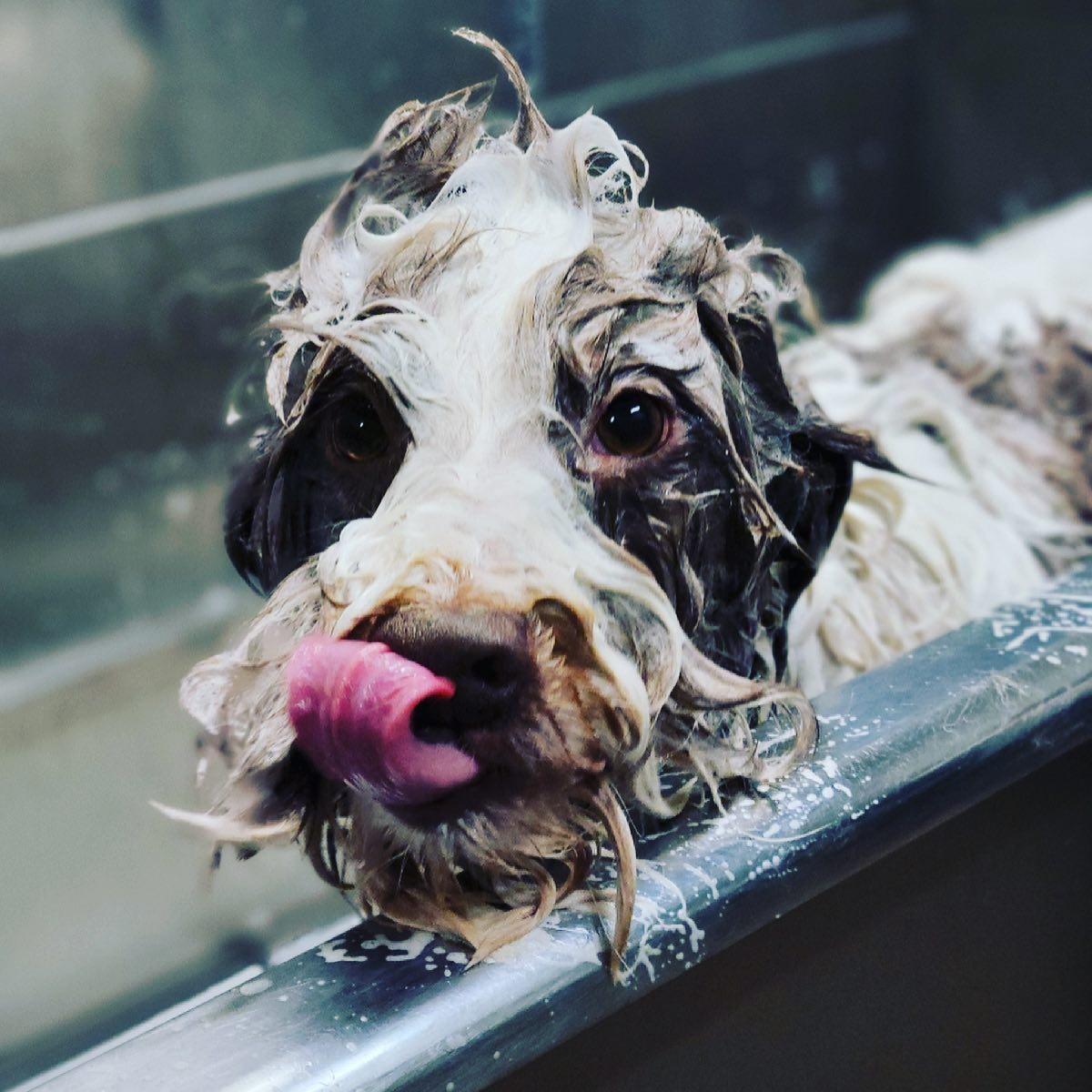 Splash and Dash Groomerie & Boutique