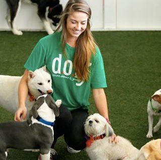 D O G Coral Gables