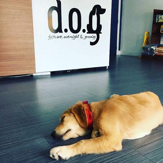 Pet Friendly D.O.G Coral Gables