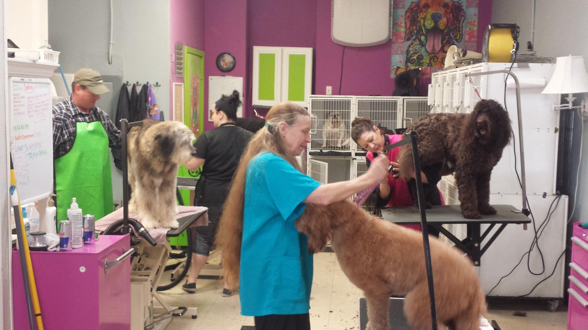 Pet Friendly Tacoma's Best Pet Grooming