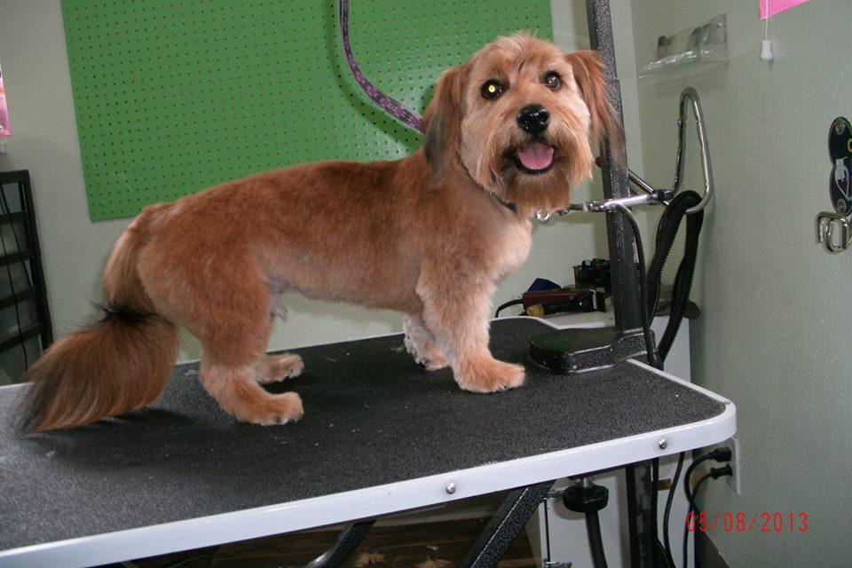 wash n wag dog grooming