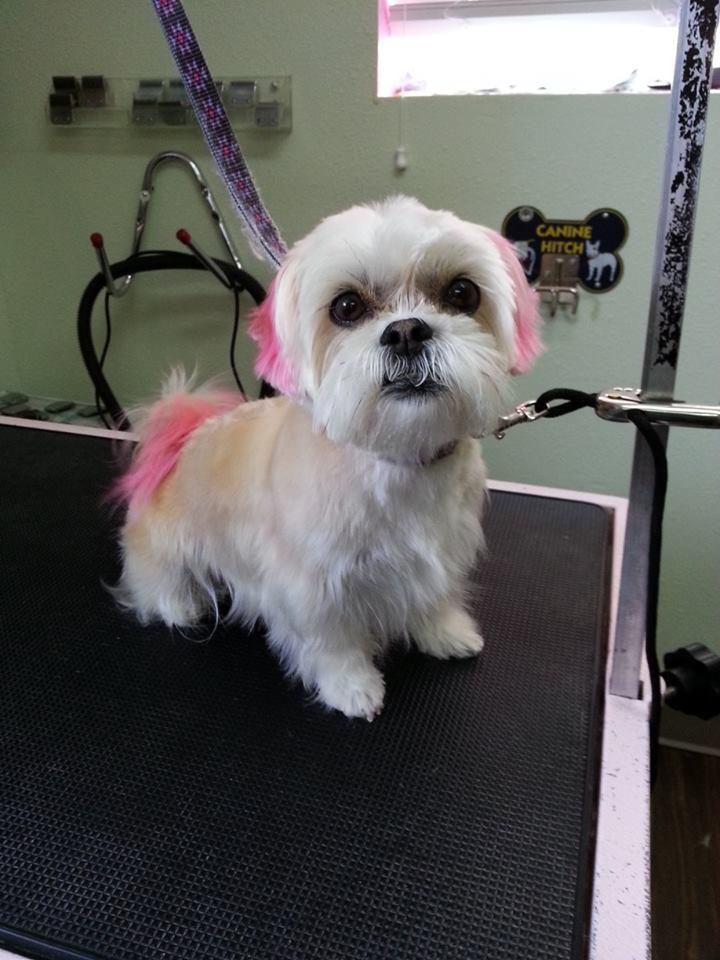 wash and wag dog grooming